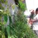 Premian investigación sobre flora medicinal en el Chocó