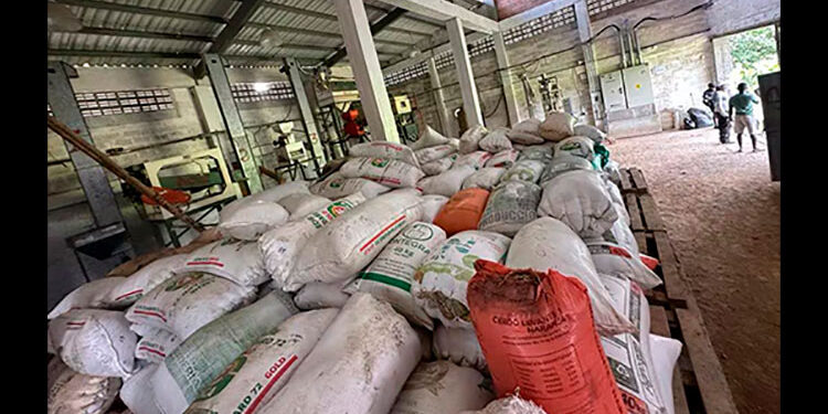 Avanza el centro de producción de arroz en Quibdó