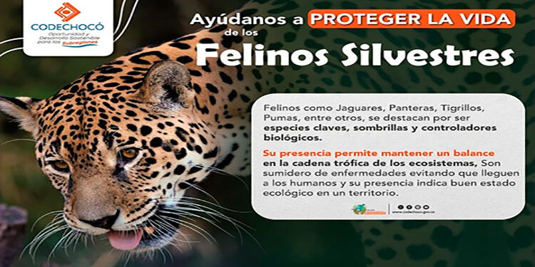 Protejamos la vida de los felinos silvestres