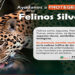 Protejamos la vida de los felinos silvestres