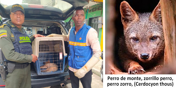 Recuperan un zorrillo perro en Quibdó