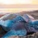 Protegiendo las tortugas en Acandí: una Semana Santa responsable