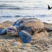 Tortuga caná, Acandí, Chocó.