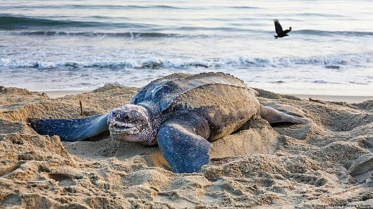 Tortuga caná, Acandí, Chocó.