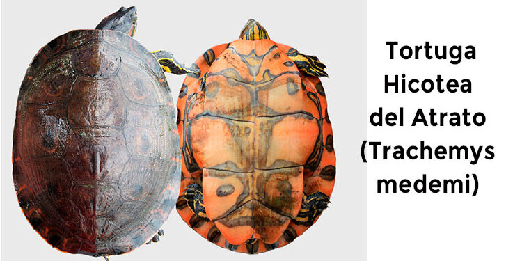 tortuga-hicotea Atrato, Chocó