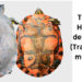 tortuga-hicotea Atrato, Chocó