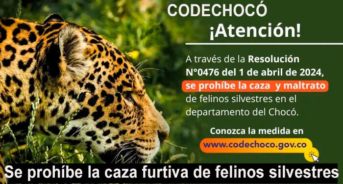 Codechocó prohíbe la caza furtiva de felinos silvestres en todo el departamento