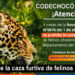 Codechocó prohíbe la caza furtiva de felinos silvestres en todo el departamento
