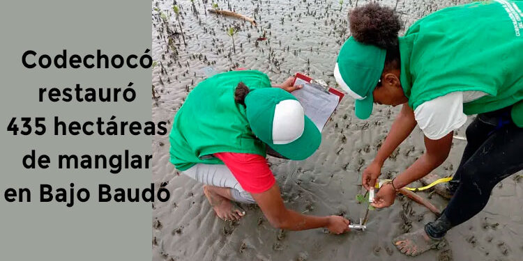 Codechocó restauró 435 hectáreas de manglar en Bajo Baudó