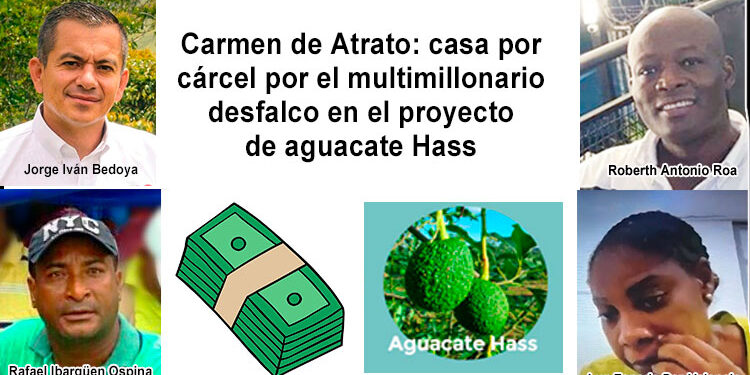 Carmen de Atrato: casa por cárcel por el multimillonario desfalco del proyecto de aguacate Hass