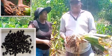 Litoral de San Juan: destructiva plaga en cultivos de pancoger