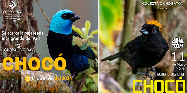 Chocó se une a día mundial de avistamiento de aves, el Global Big Day 2024