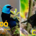 Chocó se une a día mundial de avistamiento de aves, el Global Big Day 2024
