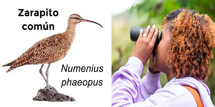 Día Mundial de las Aves Migratorias