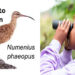 Día Mundial de las Aves Migratorias