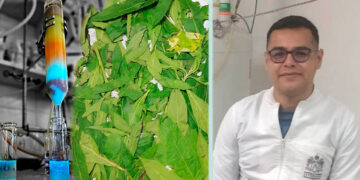 Venadillo del Chocó, la planta con potencial farmacéutico