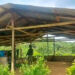 Destruyen seis laboratorios de coca en Carmen del Darién