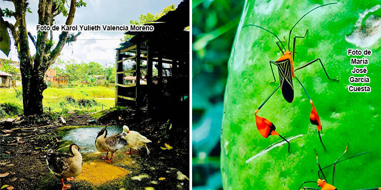 Codechocó: concurso de fotos sobre medio ambiente