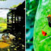Codechocó: concurso de fotos sobre medio ambiente