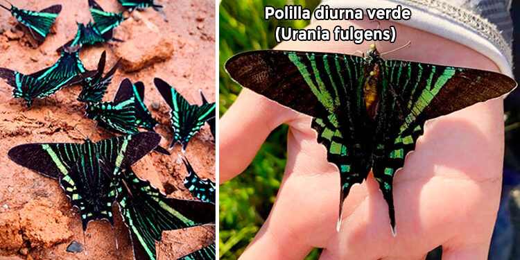 Migración de la polilla diurna verde en Quibdó