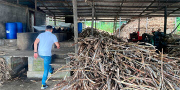 trapiche-caña-1