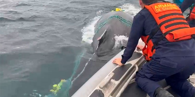 Bahía Solano: liberan ballena que estaba enredada en un trasmallo