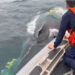 Bahía Solano: liberan ballena que estaba enredada en un trasmallo