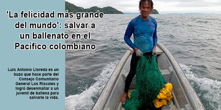 salvar a un ballenato en el Pacífico colombiano