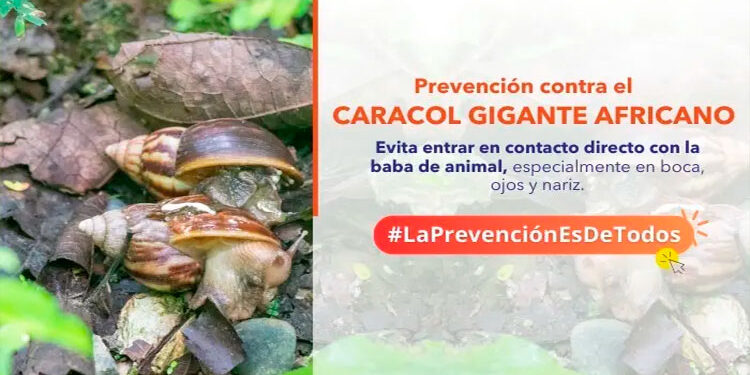 Chocó: medidas de prevención contra el caracol gigante africano