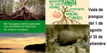 Bajop Baudó: Veda de piangua del 1 de agosto al 30 de septiembre