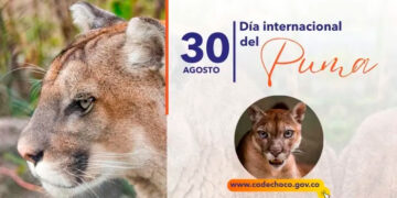 30 de agosto, día internacional del puma