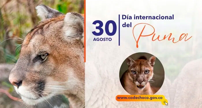 30 de agosto, día internacional del puma