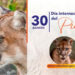 30 de agosto, día internacional del puma