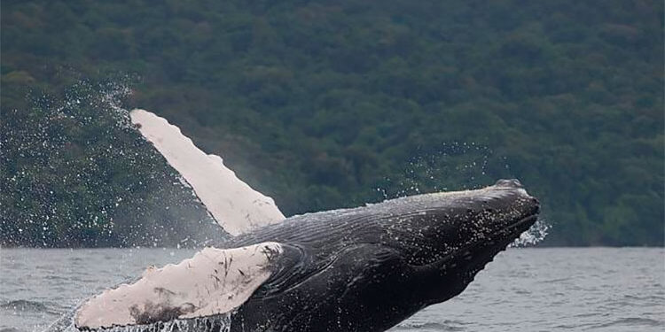 La biodiversidad y sus realidades políticas