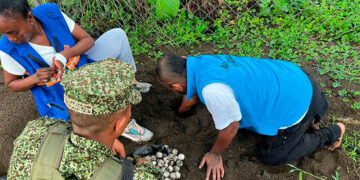 Juradó: protección de huevos de las tortugas Golfinas