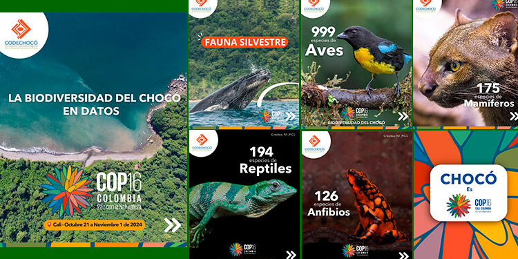La biodiversidad del Chocó en datos.