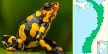COP16: crean fondo multidonante para protección del Chocó biogeográfico