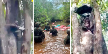 Juradó: hallaron 1.5 toneladas de coca al interior del tronco de un árbol