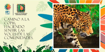 IIAP: COP16