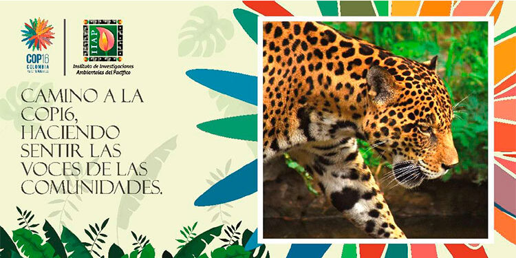 IIAP: COP16