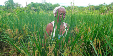 Mujer de El Valle, Bahía Solano, Chocó cosechando arroz.