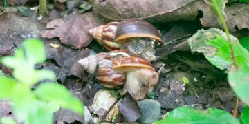 Alerta por presencia del caracol gigante africano en varios municipios del Chocó
