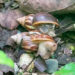 Alerta por presencia del caracol gigante africano en varios municipios del Chocó