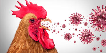 En Acandí confirman el primer brote este año de influenza aviar del Chocó
