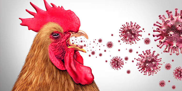 En Acandí confirman el primer brote este año de influenza aviar del Chocó