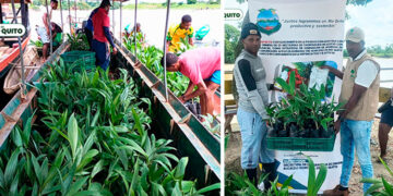 Inician proyecto de chontaduro y plátano en Río Quito