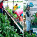Inician proyecto de chontaduro y plátano en Río Quito