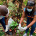 Codechocó: recolección y sensibilización ambiental sobre el caracol gigante africano