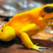El Chocó tiene la rana más venenosa del mundo