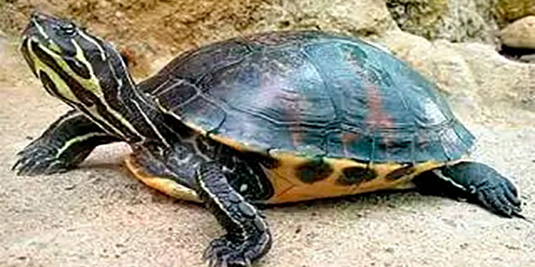 Secuencian genoma mitocondrial completo de la tortuga de Atrato